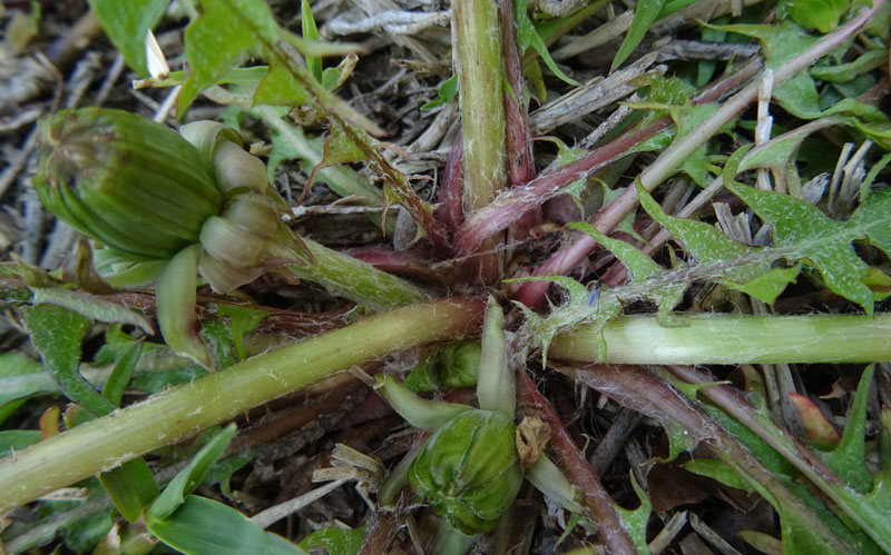 quale Asteraceae ?.....Taraxacum sp.